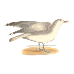 Random Bird Image