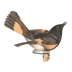 Random Bird Image
