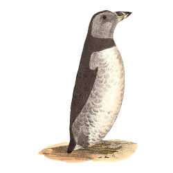 Random Bird Image