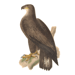 Random Bird Image