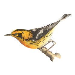 Random Bird Image