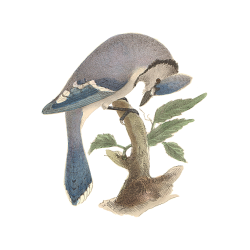 Random Bird Image