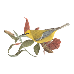 Random Bird Image