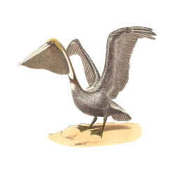 Random Bird Image