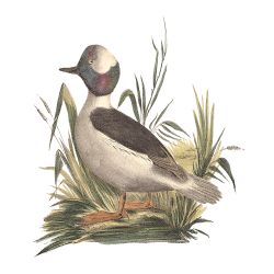 Random Bird Image