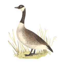 Random Bird Image