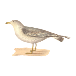 Random Bird Image