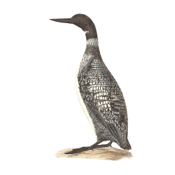 Random Bird Image