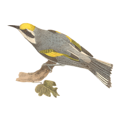 Random Bird Image