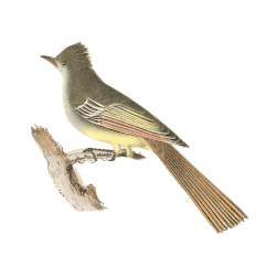 Random Bird Image