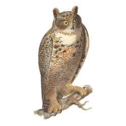 Random Bird Image