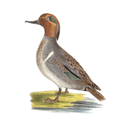 Random Bird Image