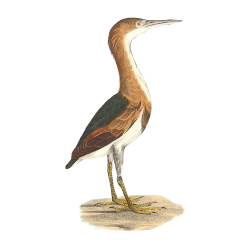 Random Bird Image