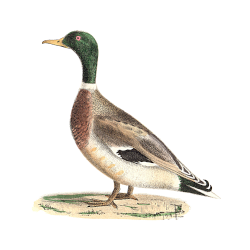 Random Bird Image