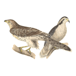 Random Bird Image