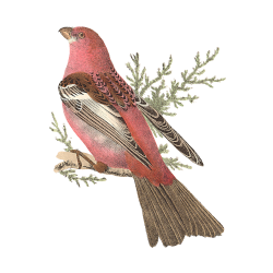 Random Bird Image