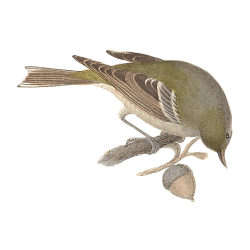 Random Bird Image