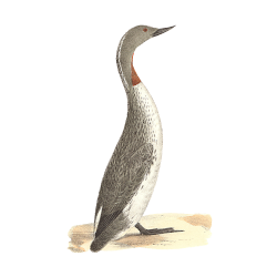 Random Bird Image