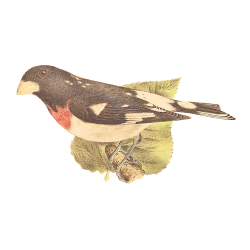 Random Bird Image