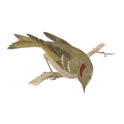 Random Bird Image