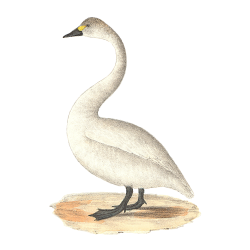 Random Bird Image