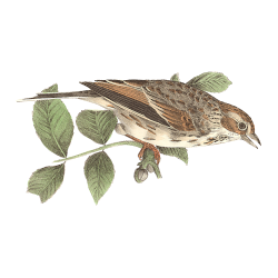 Random Bird Image