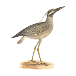 Random Bird Image